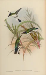 Heliothryx purpureiceps = Heliothryx barroti purpureiceps